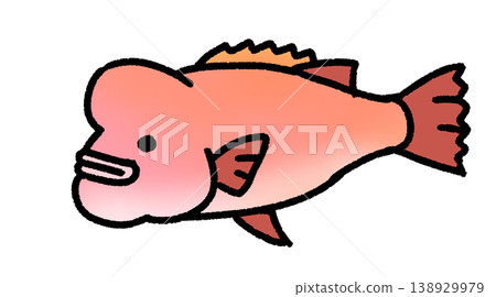 Relaxed humphead wrasse Relaxed humphead wrasse 138929979