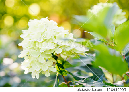 Elegant Graffiti Hydrangea Flower Head with Green Leaves Elegant Graffiti Hydrangea Flower Head with Green Leaves 138930005