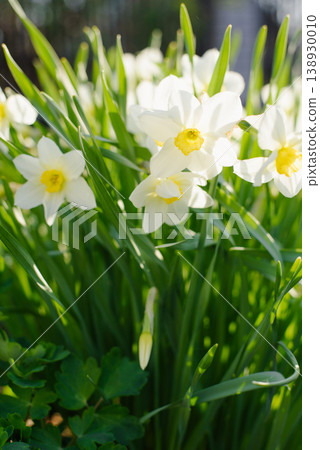 Fresh White Daffodils in Springtime Garden with Soft Bokeh Background 138930010