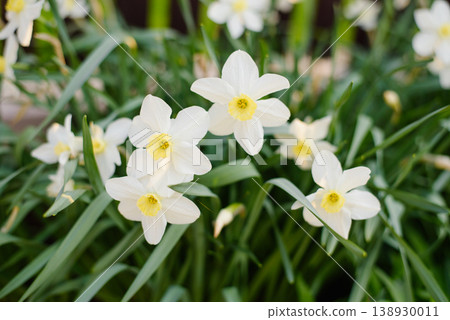 White Daffodils in Spring Garden under Warm Sunlight 138930011