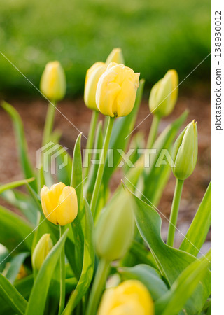 Sunny Yellow Tulips Blossoming in Park 138930012