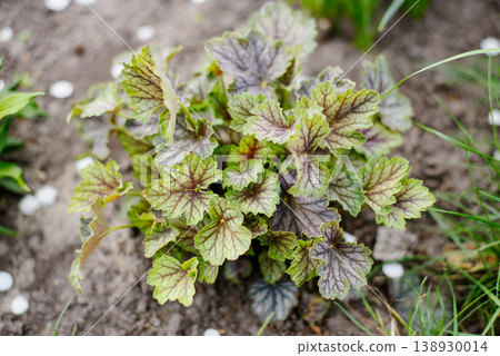 Decorative Heuchera Green Spice Foliage Growing in Natural Outdoor Ground Decorative Heuchera Green Spice Foliage Growing in Natural Outdoor Ground 138930014