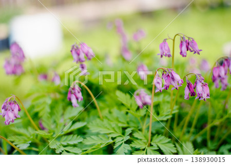 Elegant Dicentra Formosa Blossoms in Green Garden 138930015