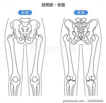 Pelvis and hip joint: Front view, Back view 138930042