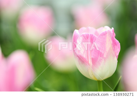 Tulip Festival Tulip Festival 138930271