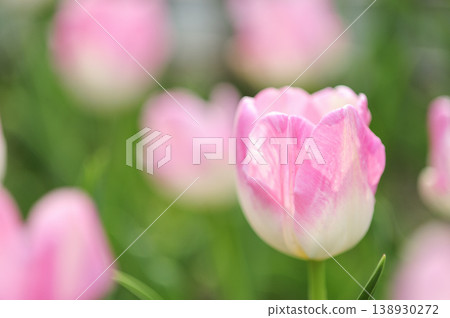Tulip Festival Tulip Festival 138930272
