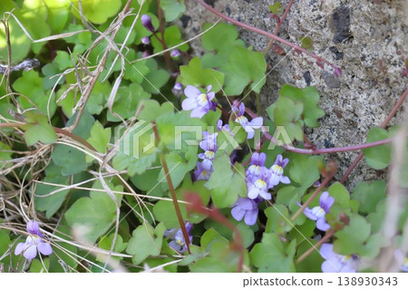 The small, pale purple flowers of the ivy-leaved toadflax bloom by the roadside in early spring. The small, pale purple flowers of the ivy-leaved toadflax bloom by the roadside in early spring. 138930343