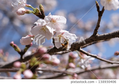 櫻花和蜜蜂 櫻花和蜜蜂 138930406