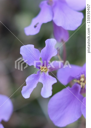 漂亮的花 漂亮的花 138930407