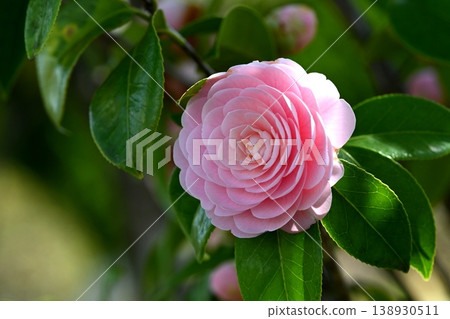 The double-flowered camellia blossoms The double-flowered camellia blossoms 138930511