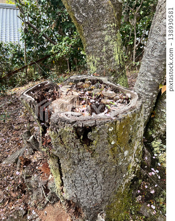 Cherry blossom petals that have fallen onto a tree stump 138930581