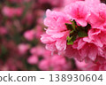 pink azalea wet in the rain 138930604