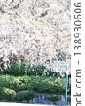 Scenery with cherry blossoms 138930606