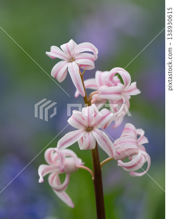 Lovely hyacinths in a spring flowerbed Lovely hyacinths in a spring flowerbed 138930615