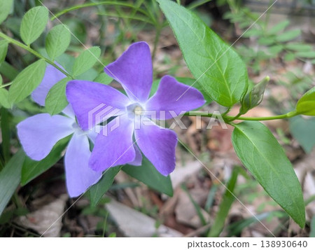 Vinca flowers blooming in a park in Tokyo Vinca flowers blooming in a park in Tokyo 138930640