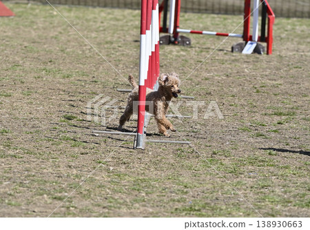 Toy poodle navigating a slalom course (agility training) 138930663