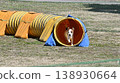 Jack Russell Terrier running through a tunnel - Agility 138930664