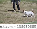 A man and his Jack Russell Terrier playing in a dog park. 138930665