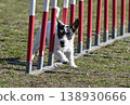 My beloved Jack Russell Terrier running through a slalom course. 138930666