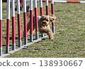 A Maltipoo (Maltese x Toy Poodle) agility races through a slalom course. 138930667