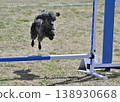 Toy Poodle jumping hurdles - Agility 138930668