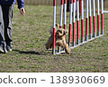 A Maltipoo (Maltese x Toy Poodle) running through a slalom course - Agility 138930669