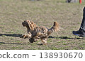 A Maltipoo (Maltese x Toy Poodle) playing in the dog park. 138930670