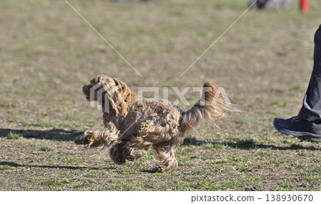 A Maltipoo (Maltese x Toy Poodle) playing in the dog park. A Maltipoo (Maltese x Toy Poodle) playing in the dog park. 138930670