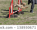 A Maltipoo (Maltese x Toy Poodle) jumps over hurdles in agility competition. 138930671