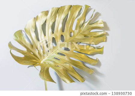 Golden monstera leaf on white background luxury minimal tropical design 138930730