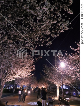 Cherry blossoms at night in a tunnel of cherry blossoms Cherry blossoms at night in a tunnel of cherry blossoms 138930774