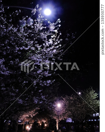Cherry blossoms at night in a tunnel of cherry blossoms Cherry blossoms at night in a tunnel of cherry blossoms 138930777