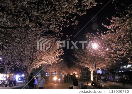夜晚的櫻花,宛如置身於櫻花隧道之中 夜晚的櫻花,宛如置身於櫻花隧道之中 138930780
