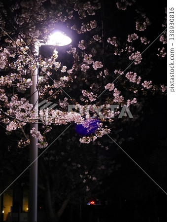 Streetlight and cherry blossoms at night Streetlight and cherry blossoms at night 138930816