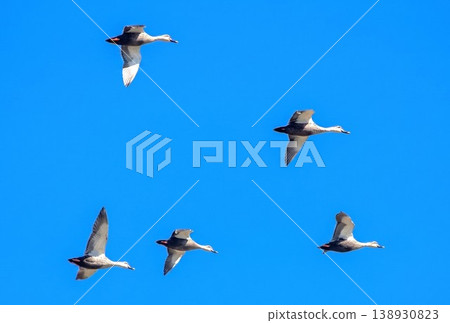 Flight of cargamo Flight of cargamo 138930823