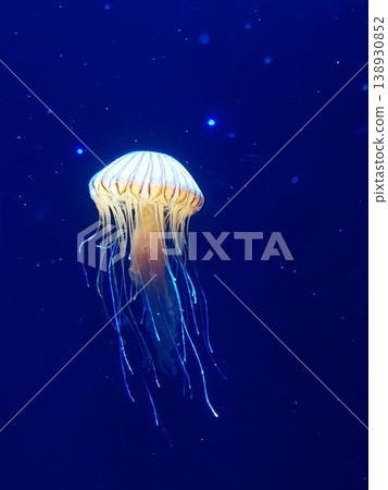 Jellyfish swaying gently in an aquarium tank. Jellyfish swaying gently in an aquarium tank. 138930852