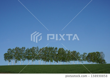 A spring scene near the Seven Stars Tree in Biei, Hokkaido, featuring a row of birch trees against a blue sky (currently being cut down). A spring scene near the Seven Stars Tree in Biei, Hokkaido, featuring a row of birch trees against a blue sky (currently being cut down). 138930858