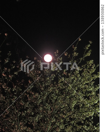 Sakura and moon at night Sakura and moon at night 138930862