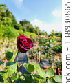 A red rose 138930865