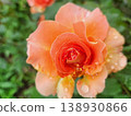 Rose of Orange 138930866