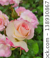 Pink rose flowers are blooming in the rose garden 138930867