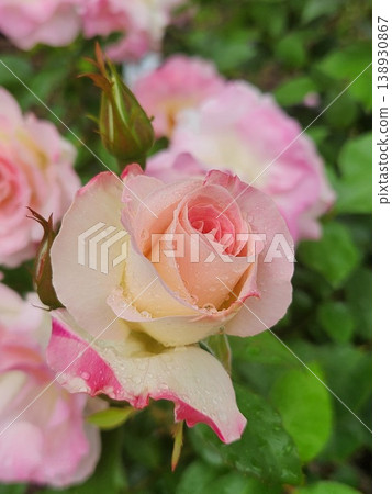 Pink rose flowers are blooming in the rose garden 138930867