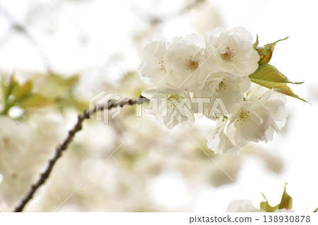 Pure white cherry blossoms Pure white cherry blossoms 138930878