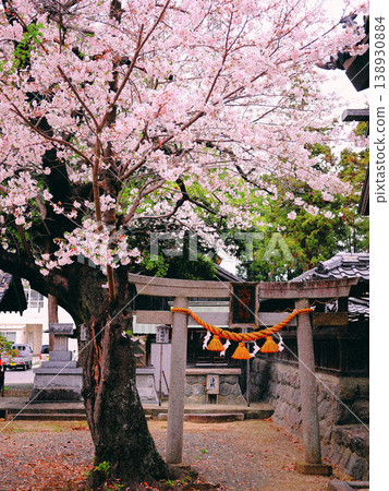 櫻花和Torii Torii 138930884