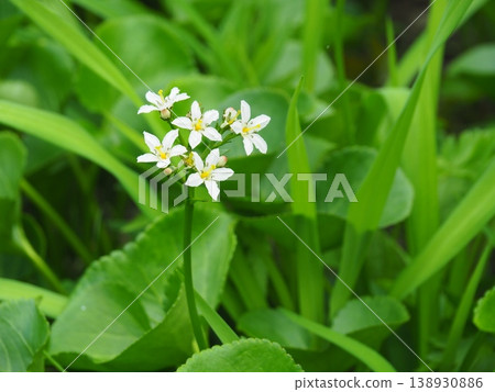 梔池自然公園的日本月桂花 138930886