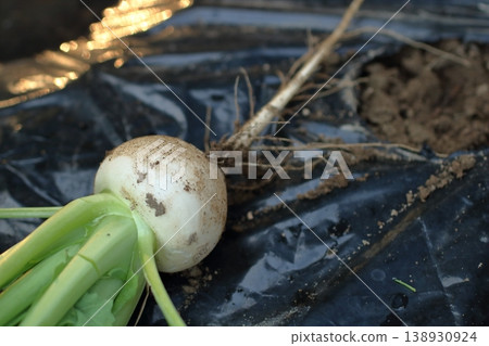 Enjoying small turnips after harvest as an autumn delicacy. 138930924