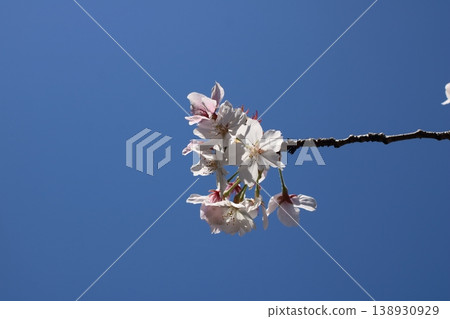 The cherry blossoms in full bloom announce the arrival of spring, and the scenery is filled with radiant light. 138930929