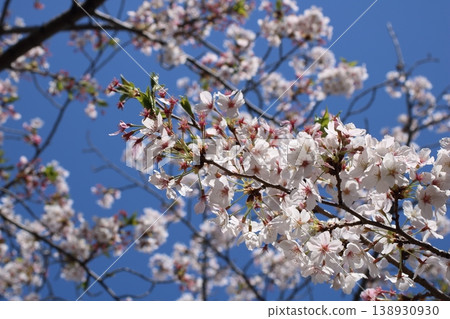 A refreshing spring blue sky and delicate cherry blossom petals in full bloom. 138930930