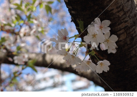 The cherry blossoms in full bloom stand out against the blue sky, and the texture of the tree bark is powerful. 138930932