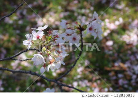 Beautiful cherry blossom scenery that colors the spring in Japan 138930933